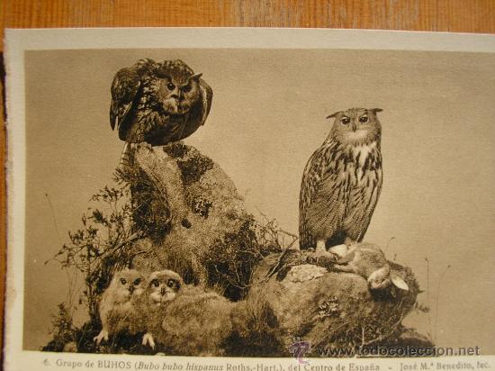 Postkarten: POSTAL MUSEO NACIONAL DE CIENCIAS NATURALES COL. AVES GRUPO DE BUHOS