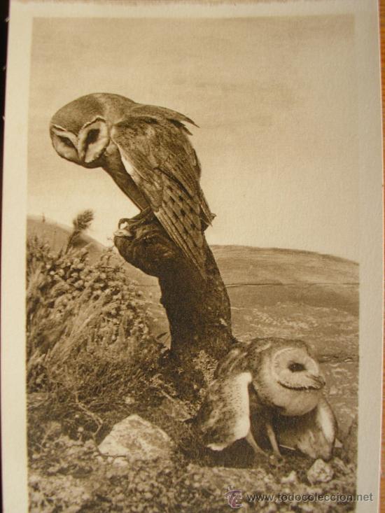 Postkarten: POSTAL MUSEO NACIONAL DE CIENCIAS NATURALES COL. AVES GRUPO DE LECHUZAS