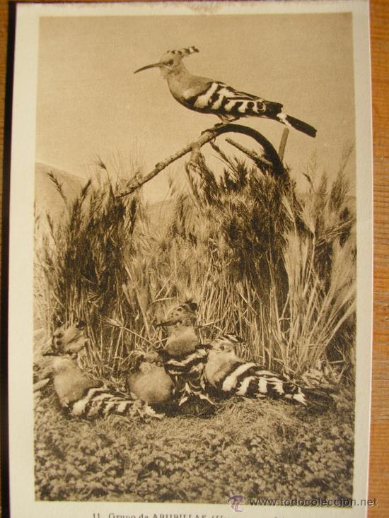 Postkarten: POSTAL  MUSEO NACIONAL DE CIENCIAS NATURALES COL. AVES GRUPO DE ABUBILLAS