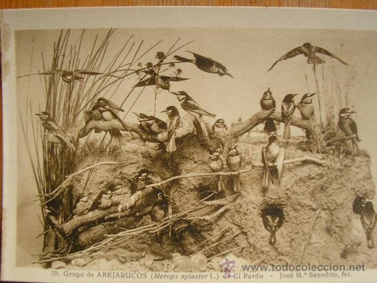 Postais: POSTAL MUSEO NACIONAL DE CIENCIAS NATURALES COL. AVES GRUPO DE ABEJARUCOS