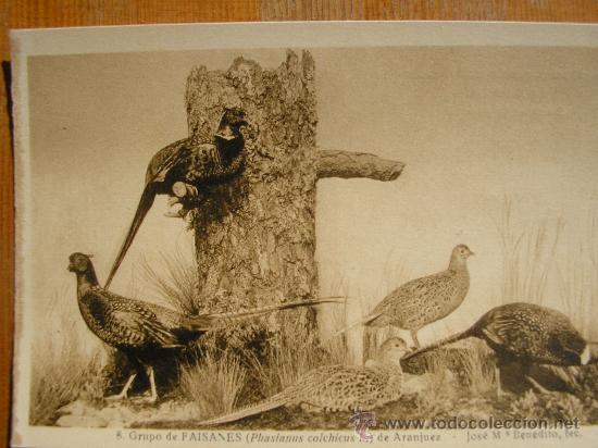 Postkarten: POSTAL  MUSEO NACIONAL DE CIENCIAS NATURALES COL. AVES GRUPO DE FAISANES