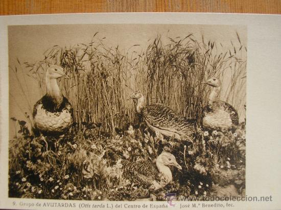 Postkarten: POSTAL MUSEO NACIONAL DE CIENCIAS NATURALES COL. AVES GRUPO DE AVUTARDAS