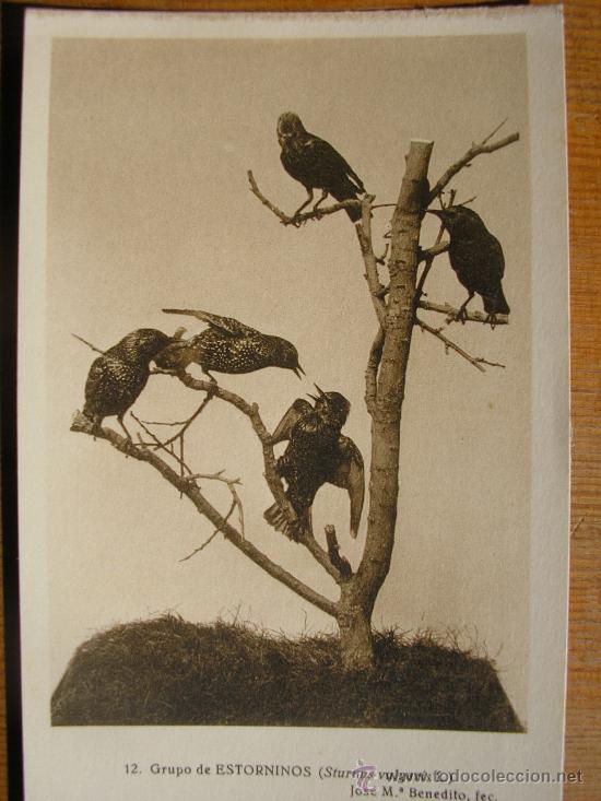 Postkarten: POSTAL MUSEO NACIONAL DE CIENCIAS NATURALES COL. AVES GRUPO DE ESTORNINOS