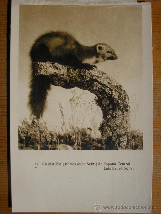 Postkarten: POSTAL MUSEO NACIONAL DE CIENCIAS NATURALES COL. MAMIFEROS GARDU&Ntilde;A