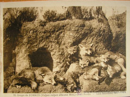 Postkarten: POSTAL MUSEO NACIONAL DE CIENCIAS NATURALES COL. MAMIFEROS GRUPO DE ZORRAS