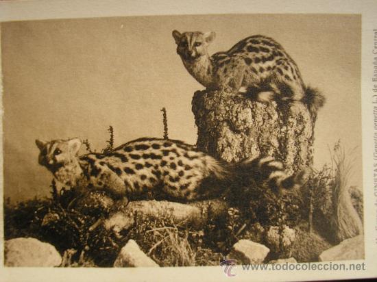 Postais: POSTAL MUSEO NACIONAL DE CIENCIAS NATURALES COL. MAMIFEROS GRUPO DE JINETAS