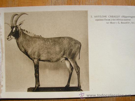 Postais: POSTAL MUSEO NACIONAL DE CIENCIAS NATURALES COL. MAMIFEROS ANTILOPE CABALLO