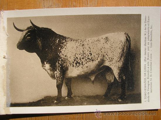 Postais: POSTAL MUSEO NACIONAL DE CIENCIAS NATURALES COL. MAMIFEROS TORO ESPA&Ntilde;OL DE LIDIA
