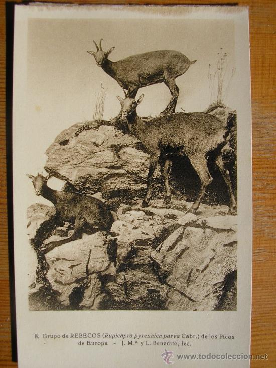 Postais: POSTAL MUSEO NACIONAL DE CIENCIAS NATURALES COL. MAMIFEROS GRUPO DE REBECOS