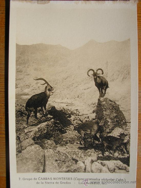 Postales: POSTAL MUSEO NACIONAL DE CIENCIAS NATURALES COL. MAMIFEROS CABRAS MONTESES
