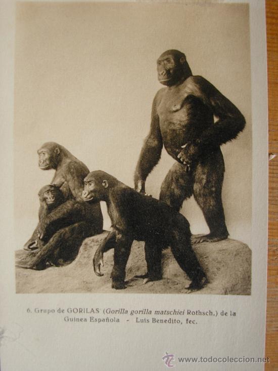 Postais: POSTAL MUSEO NACIONAL DE CIENCIAS NATURALES COL. MAMIFEROS GRUPO DE GORILAS