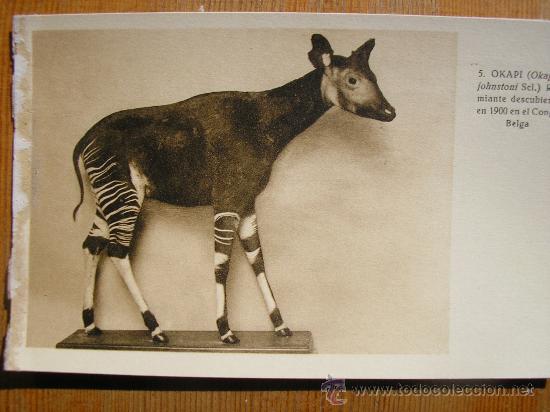 Postais: POSTAL MUSEO NACIONAL DE CIENCIAS NATURALES COL. MAMIFEROS OKAPI