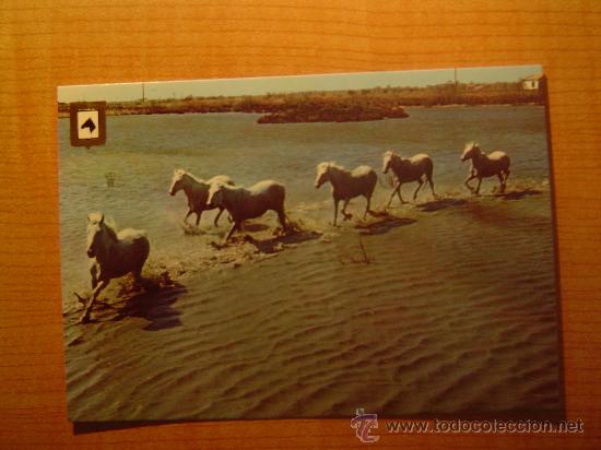 Postais: POSTAL SERIE CABALLOS N&ordm; 8 SIN CIRCULAR
