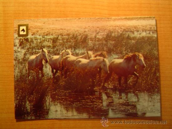 Postais: POSTAL  SERIE CABALLOS N&ordm; 5 SIN CIRCULAR