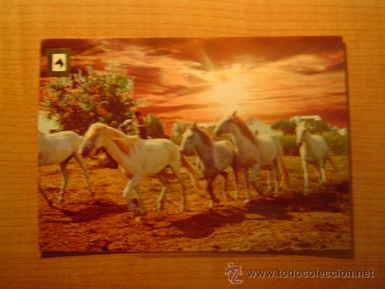 Postais: POSTAL  SERIE CABALLOS N&ordm; 9 SIN CIRCULAR