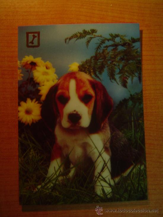 Postais: POSTAL  PERRO SIN CIRCULAR
