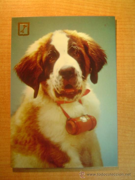 Postais: POSTAL  PERRO SIN CIRCULAR