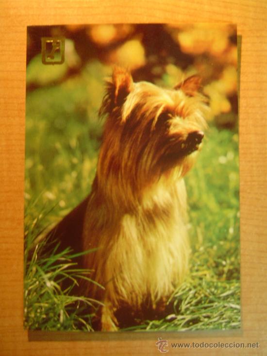Postais: POSTAL  PERRO SIN CIRCULAR