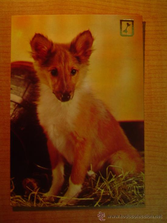 Postais: POSTAL  PERRO SIN CIRCULAR