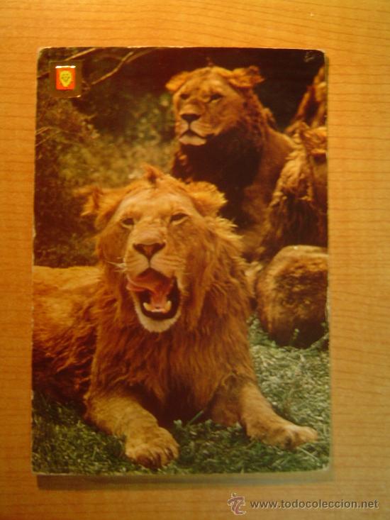Postais: POSTAL  ANIMALES SALVAJES LEON N&ordm; 26 SIN CIRCULAR