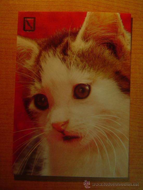 Postais: POSTAL GATO SIN CIRCULAR