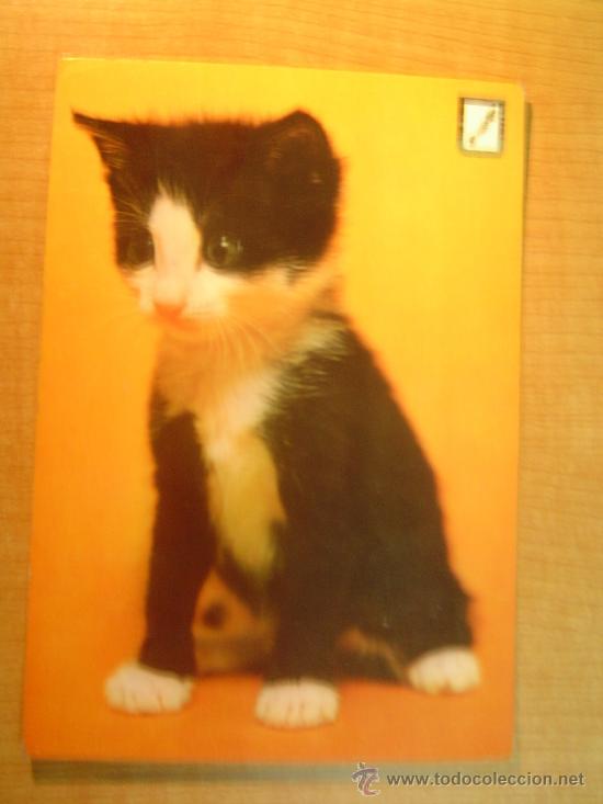 Postais: POSTAL GATO SIN CIRCULAR