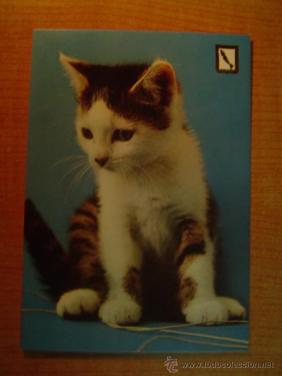 Postais: POSTAL GATO SIN CIRCULAR