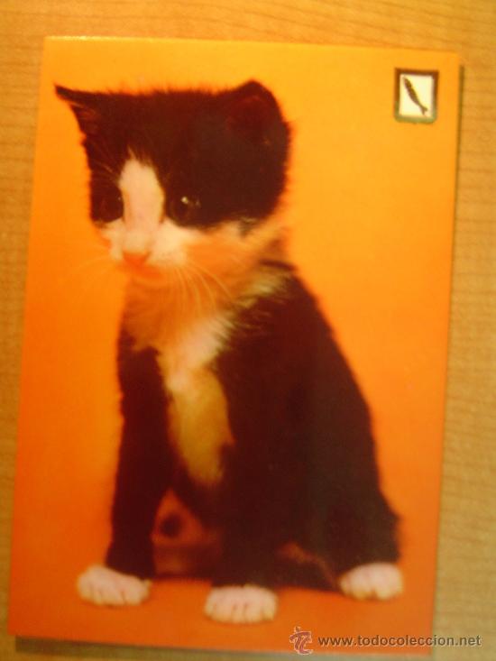 Postais: POSTAL GATO SIN CIRCULAR