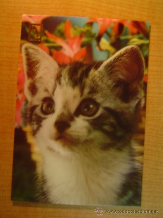 Postais: POSTAL GATO SIN CIRCULAR