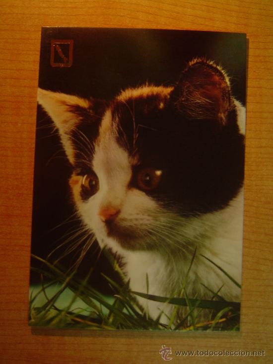 Postais: POSTAL GATO SIN CIRCULAR