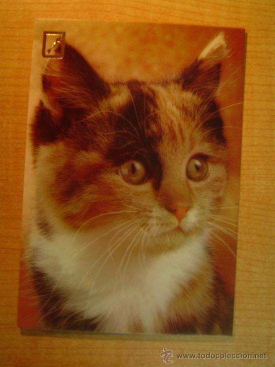 Postais: POSTAL GATO SIN CIRCULAR