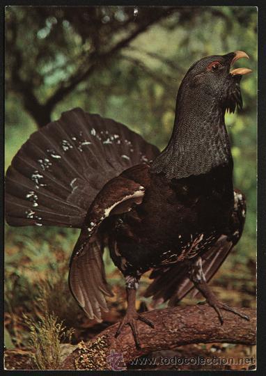 Postkarten: Postal - Urogallo ( Museo Nacional de Ciencias Naturales ) sin escribir
