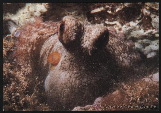 Postcards: B-0575- PULPO