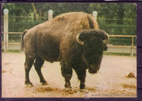 Postkarten: BISONTE AMERICANO