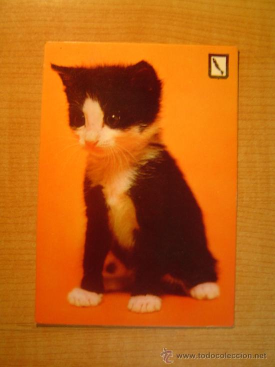 Postkarten: POSTAL GATO SIN CIRCULAR