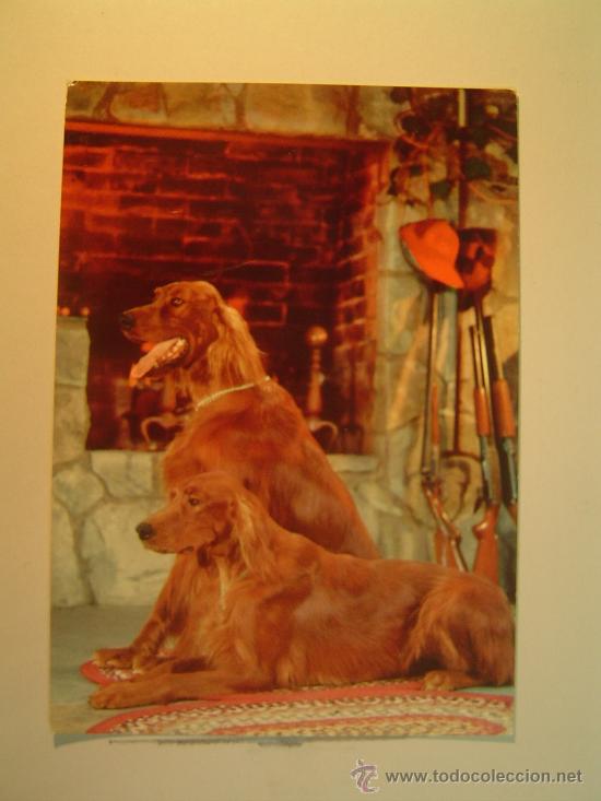 Postkarten: POSTAL PERROS SIN CIRCULAR