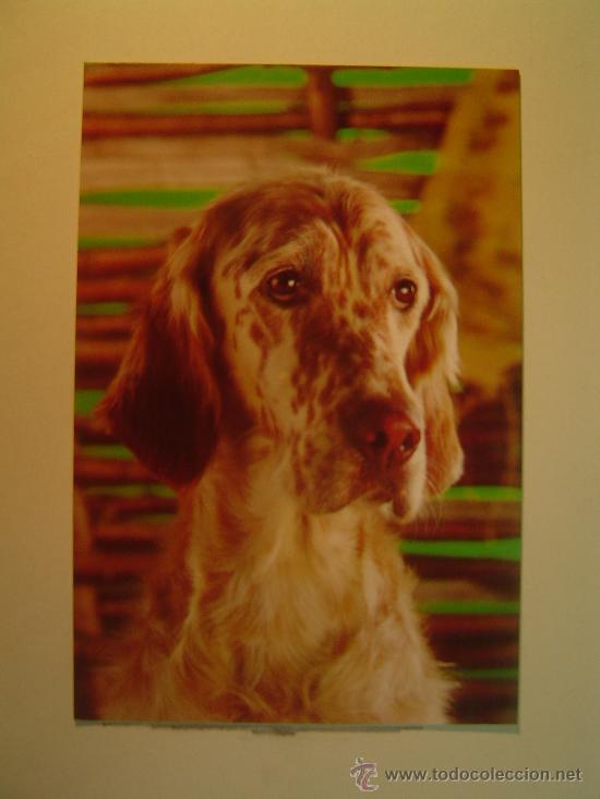 Postkarten: POSTAL PERRO SIN CIRCULAR