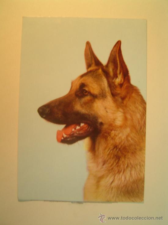 Postkarten: POSTAL PERRO SIN CIRCULAR