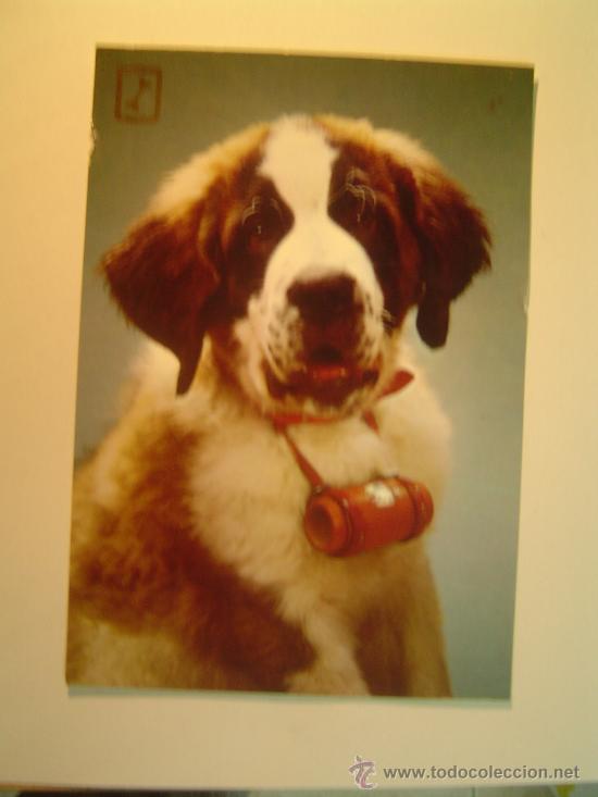 Postkarten: POSTAL PERRO SIN CIRCULAR