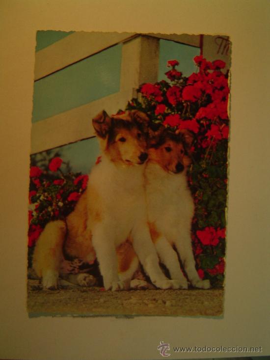 Postkarten: POSTAL PERROS SIN CIRCULAR