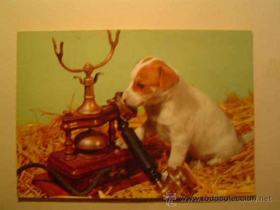 Postkarten: POSTAL PERRO CON EL TELEFONO SIN CIRCULAR