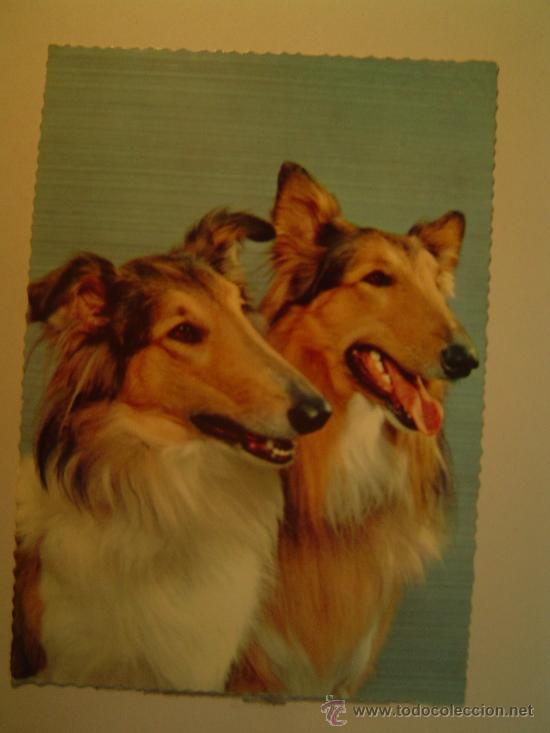Postkarten: POSTAL PERROS SIN CIRCULAR