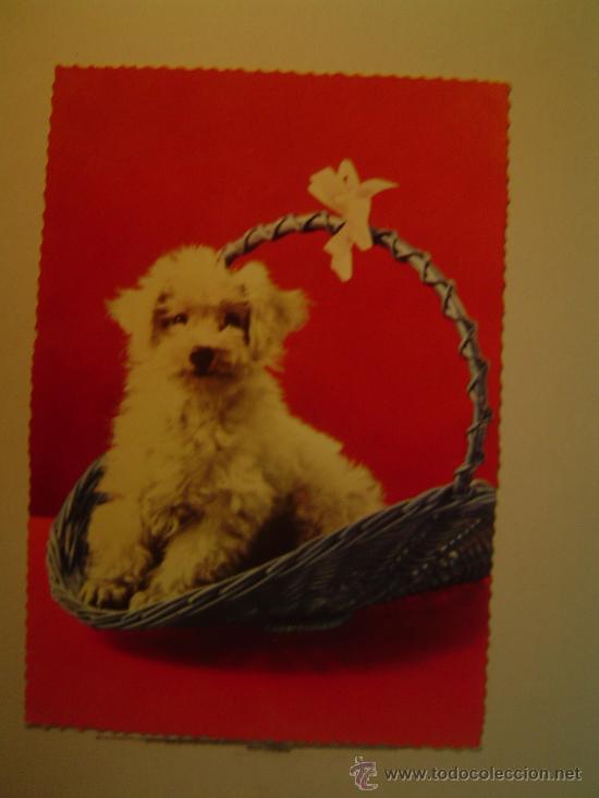 Postkarten: POSTAL PERRO SIN CIRCULAR