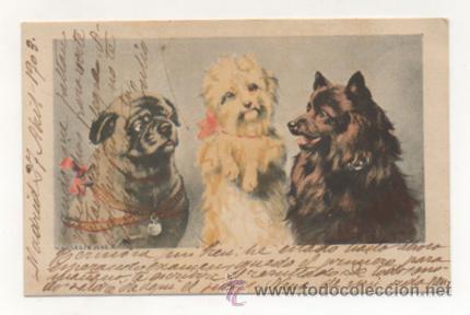 Postales: POSTAL ILUSTRADA. PERROS. (REVERSO SIN DIVIDIR).