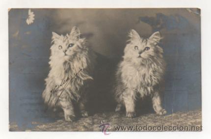 Postcards: POSTAL FOTOGR&Aacute;FICA. GATOS. (REVERSO SIN DIVIDIR).