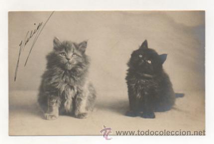 Postcards: POSTAL FOTOGR&Aacute;FICA. GATOS. (REVERSO SIN DIVIDIR).