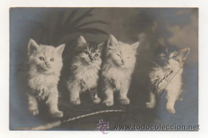 Postcards: POSTAL FOTOGR&Aacute;FICA. GATOS. (REVERSO SIN DIVIDIR).