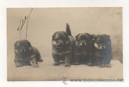 Postcards: POSTAL FOTOGR&Aacute;FICA. PERROS. (REVERSO SIN DIVIDIR).