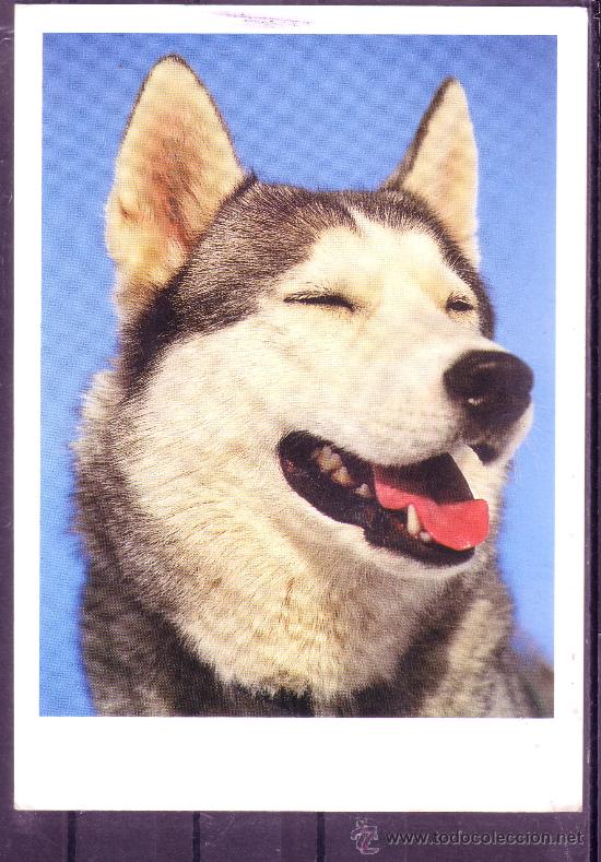 Postkarten: PRECIOSA POSTAL DEL TEMA PERROS