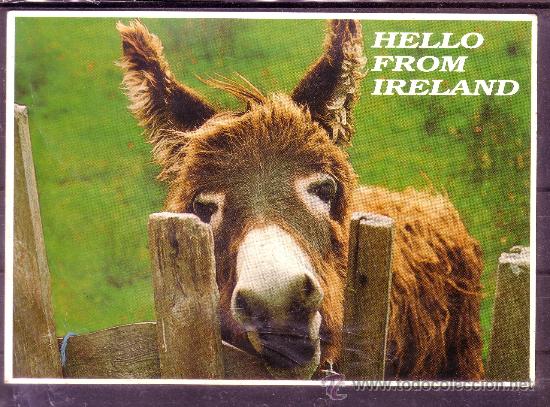 Postkarten: BURRITO IRLANDES